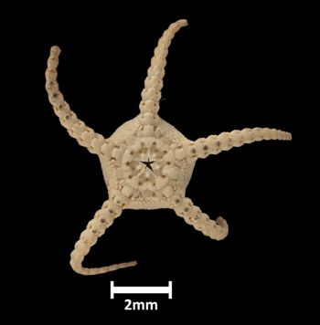 Media type: image;   Invertebrate Zoology OPH-594 Aspect: ventral